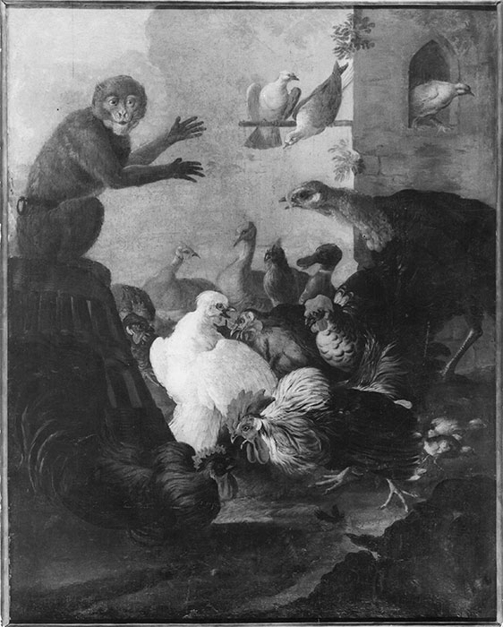 Anonimo — Legi Giacomo - sec. XVII - Gallo, galline, tacchino, uccelli e scimmia in un cortile — insieme